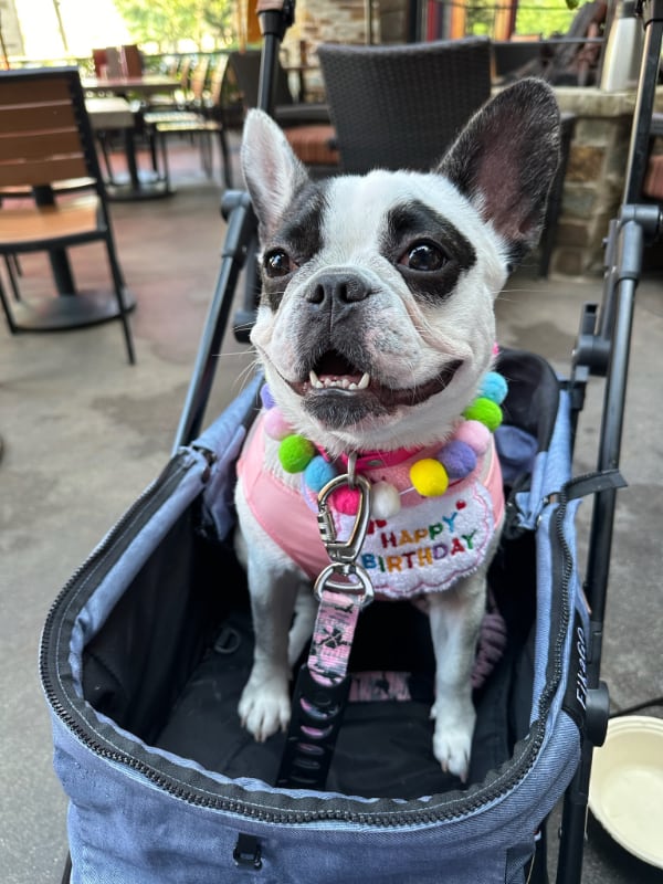 Jojo the French Bulldog